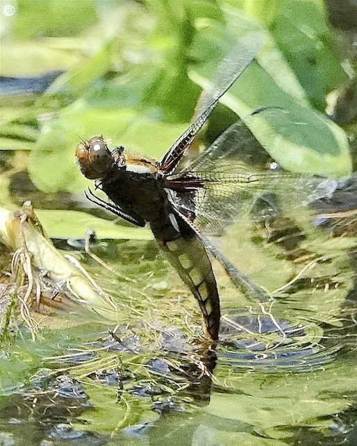 broad-bodied chaser